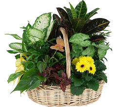 PLANTS