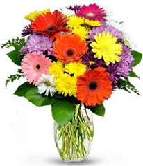 GERBERAS