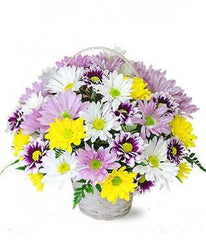 DAISIES